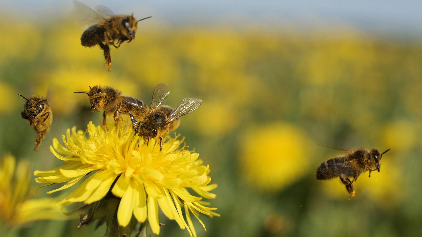 bee air trip, five shots combined (exposure time: 1/1250 sec.)