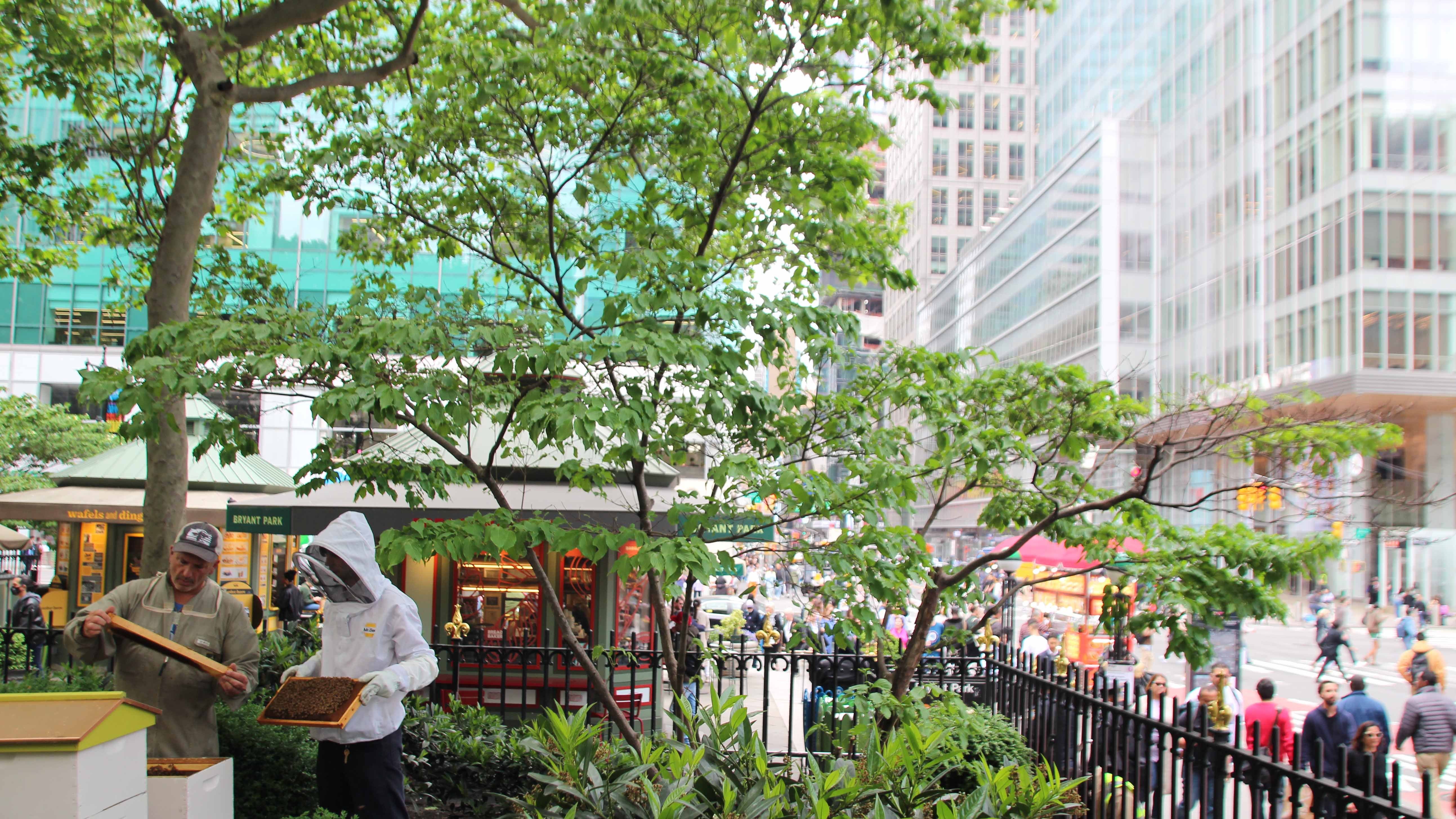 PRODUKTION - 17.05.2024, USA, New York: Imker Andrew Cot&Egrave; (gr&cedil;ner Overall) checkt gemeinsam mit einem Helfer die Bienenst&circ;cke im New Yorker Bryant Park. (zu dpa: &acute;&acute;Kein Unterschied f&cedil;r Bienen&ordf;: Imkern im New Yorker Groﬂstadtdschungel&ordf;) Foto: Christina Horsten/dpa +++ dpa-Bildfunk +++