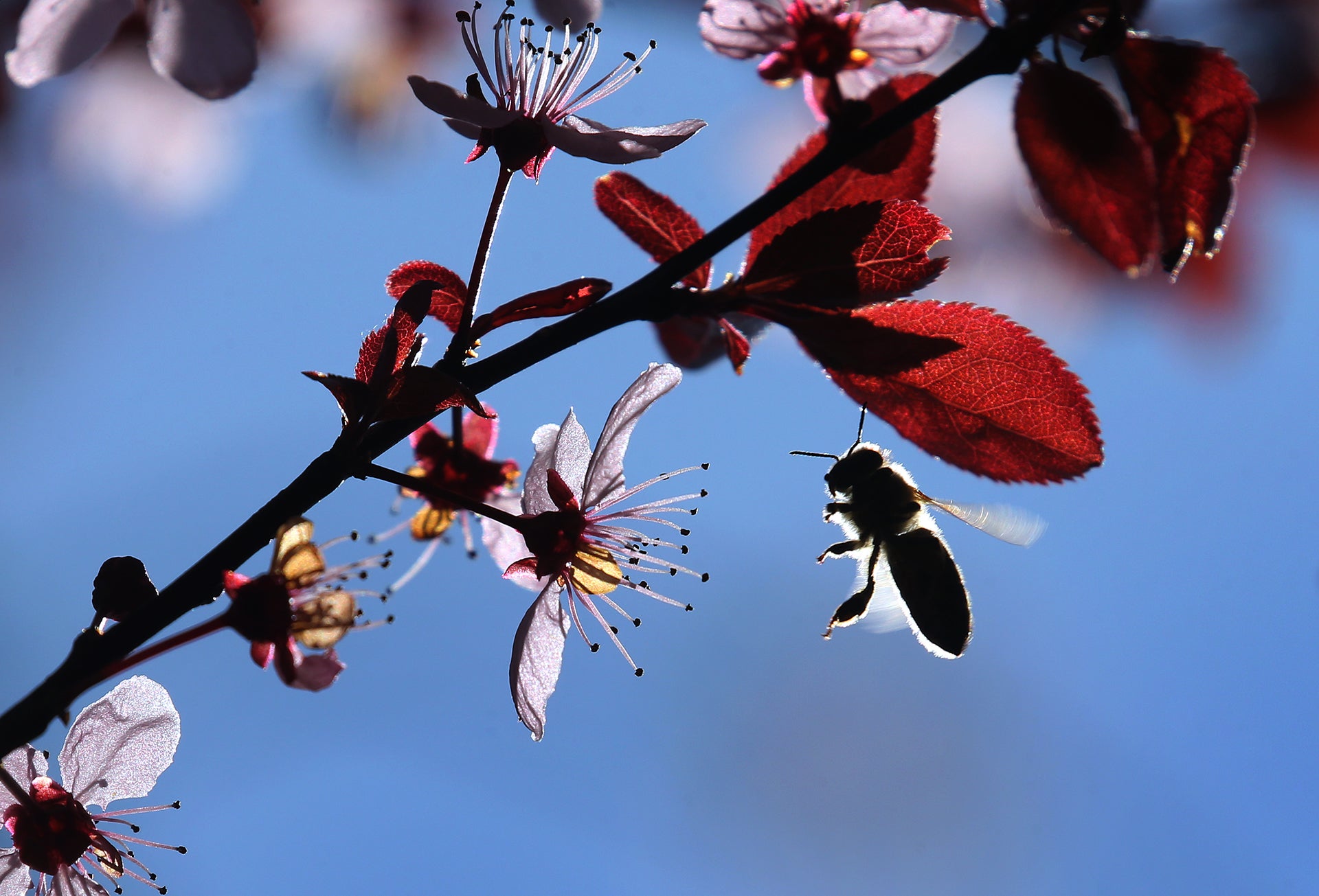 ARCHIV - 07.04.2020, Bayern, Marktoberdorf: Eine Biene fliegt im Sonnenschein zwischen den Bl&uuml;ten einer Blutpflaume. (zu dpa &laquo;Bienen, Bl&uuml;ten und der volkswirtschaftliche Nutzen&raquo;) Foto: Karl-Josef Hildenbrand/dpa +++ dpa-Bildfunk +++