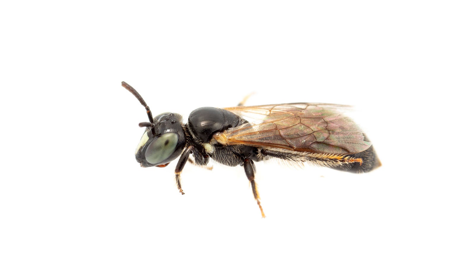 HANDOUT - 19.10.2019, ---: Das Handout zeigt eine Biene der Art &laquo;Pharohylaeus lactiferus&raquo;. Die seit fast 100 Jahren verschollene Bienenart ist jetzt erstmals wieder an der australischen Ostk&uuml;ste gesichtet worden. (zu dpa &laquo;Seit 100 Jahren verschollene Bienenart in Australien entdeckt&raquo;) Foto: James Dorey Photography/-/dpa - ACHTUNG: Nur zur redaktionellen Verwendung im Zusammenhang mit der aktuellen Berichterstattung und nur mit vollst&auml;ndiger Nennung des vorstehenden Credits +++ dpa-Bildfunk +++