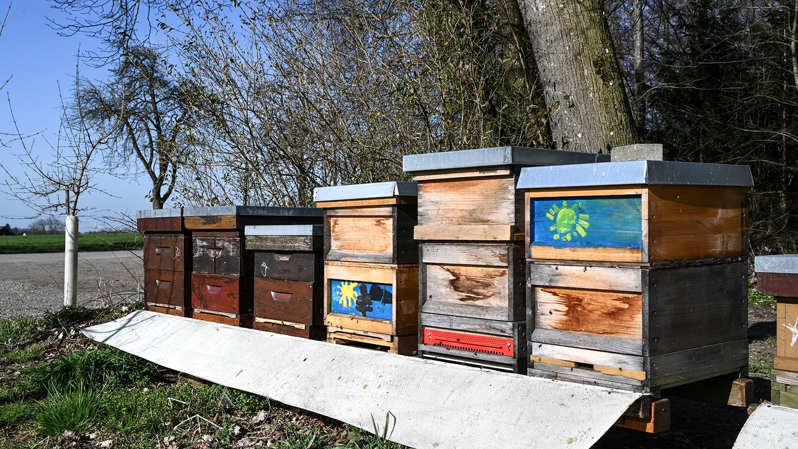 31.03.2021, Baden-W&uuml;rttemberg, Schlier bei Ravensburg: Mehrere Bienenst&ouml;cke stehen am Wandrand in einer Reihe. In den Kreisen Konstanz und Ravensburg mehren sich die Diebst&auml;hle von Bienenv&ouml;lkern. (zu dpa-KORR:&nbsp;"Bienenklau am Bodensee - Polizei kann wenig tun") Foto: Felix K&auml;stle/dpa +++ dpa-Bildfunk +++