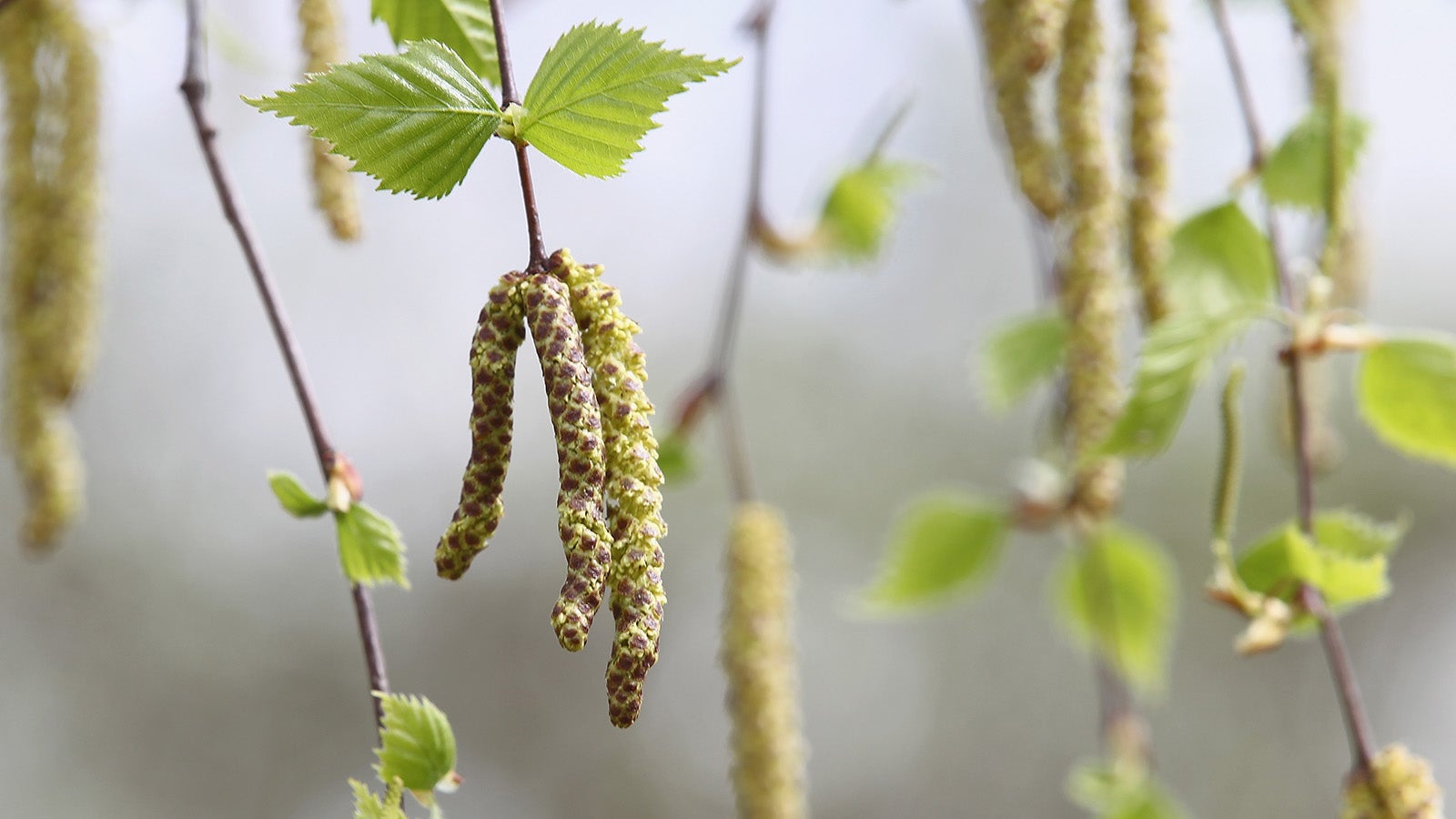 BERLIN - APRIL 19:  Birch blossom are pictured in a parc on April 19, 2010 in Berlin, Germany. Allergic rhinitis, a reaction triggered by pollen birch. Newsmakers reports that every fifth Berlin is affected by hay fever. The number of allergy sufferers has doubled in the past decades.  (Photo by Andreas Rentz/Getty Images)