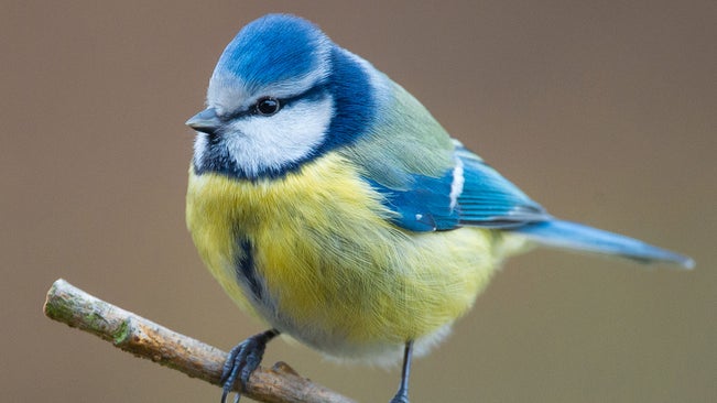 Mysteriose Krankheit Totet Heimische Blaumeisen Bitte Verendete Vogel Melden The Weather Channel Artikel Von The Weather Channel Weather Com