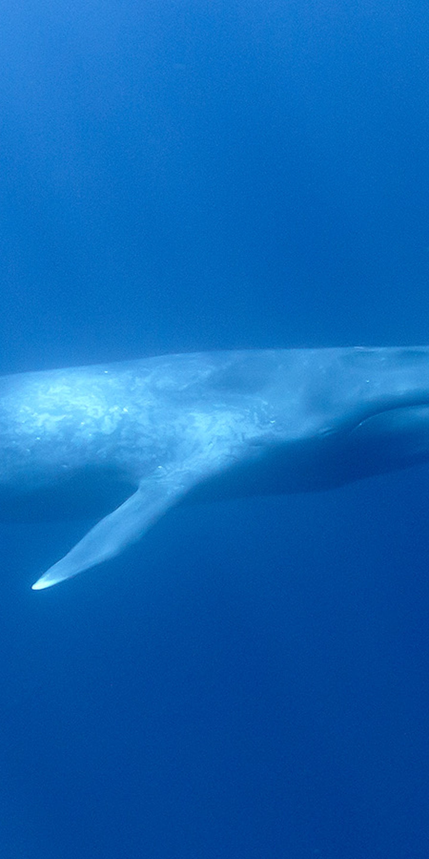 Vermisste Meeresgiganten Sind Zuruck Blauwale Wurden Vor Sudgeorgien Gesichtet The Weather Channel Artikel Von The Weather Channel Weather Com