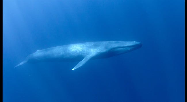 Vermisste Meeresgiganten Sind Zuruck Blauwale Wurden Vor Sudgeorgien Gesichtet The Weather Channel Artikel Von The Weather Channel Weather Com