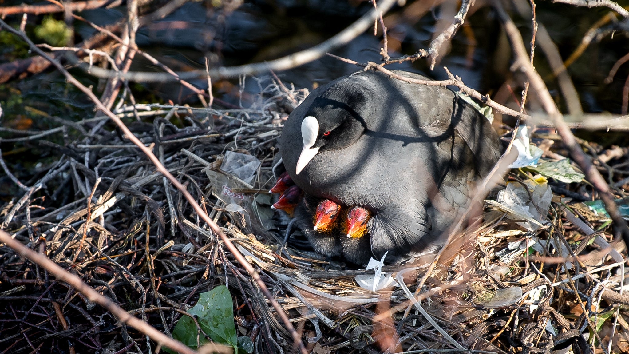 22.04.2020, Bremen: Ein Bl&auml;sshuhn sitzt in den Wallanlagen mit K&uuml;ken auf dem Nest. (Sina Schuldt/dpa)

