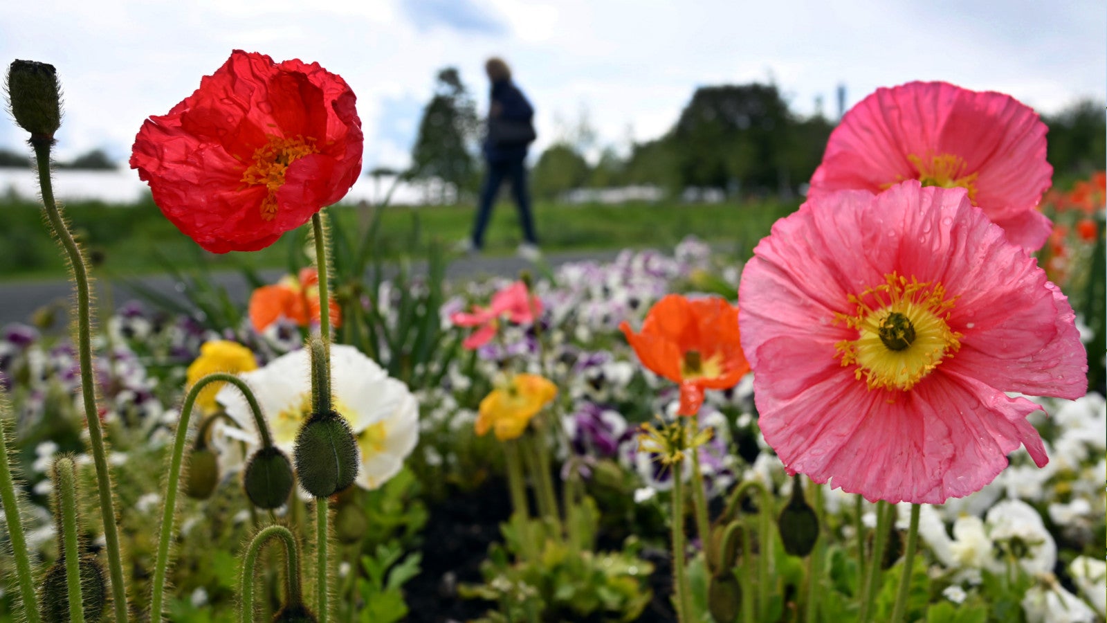 15.05.2026, Nordrhein-Westfalen, Neuss: Besucher gehen an bl&uuml;henden Pflanzen auf dem Gel&auml;nder der Landesgartenschau vorbei. Am Wochenende gibt es viel Wolken und Regen. Daf&uuml;r wird es etwas milder, wie der Deutsche Wetterdienst (DWD) schreibt. Foto: Federico Gambarini/dpa