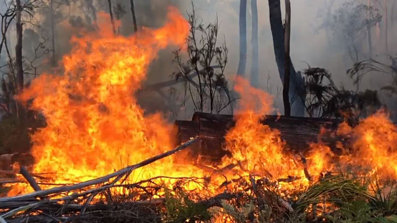 HANDOUT - 02.01.2020, Australien, Fingal: Ein Screenshot aus einem Video zeigt ein gro&szlig;es Feuer, das im Nordosten Tasmaniens brennt. Bei zahlreichen Br&auml;nden in der N&auml;he von Fingal war eine Fl&auml;che von mehr als 6600 Hektar betroffen. Foto: Tasmania Fire Service/TASMANIA FIRE SERVICE via AAP/dpa +++ dpa-Bildfunk +++
