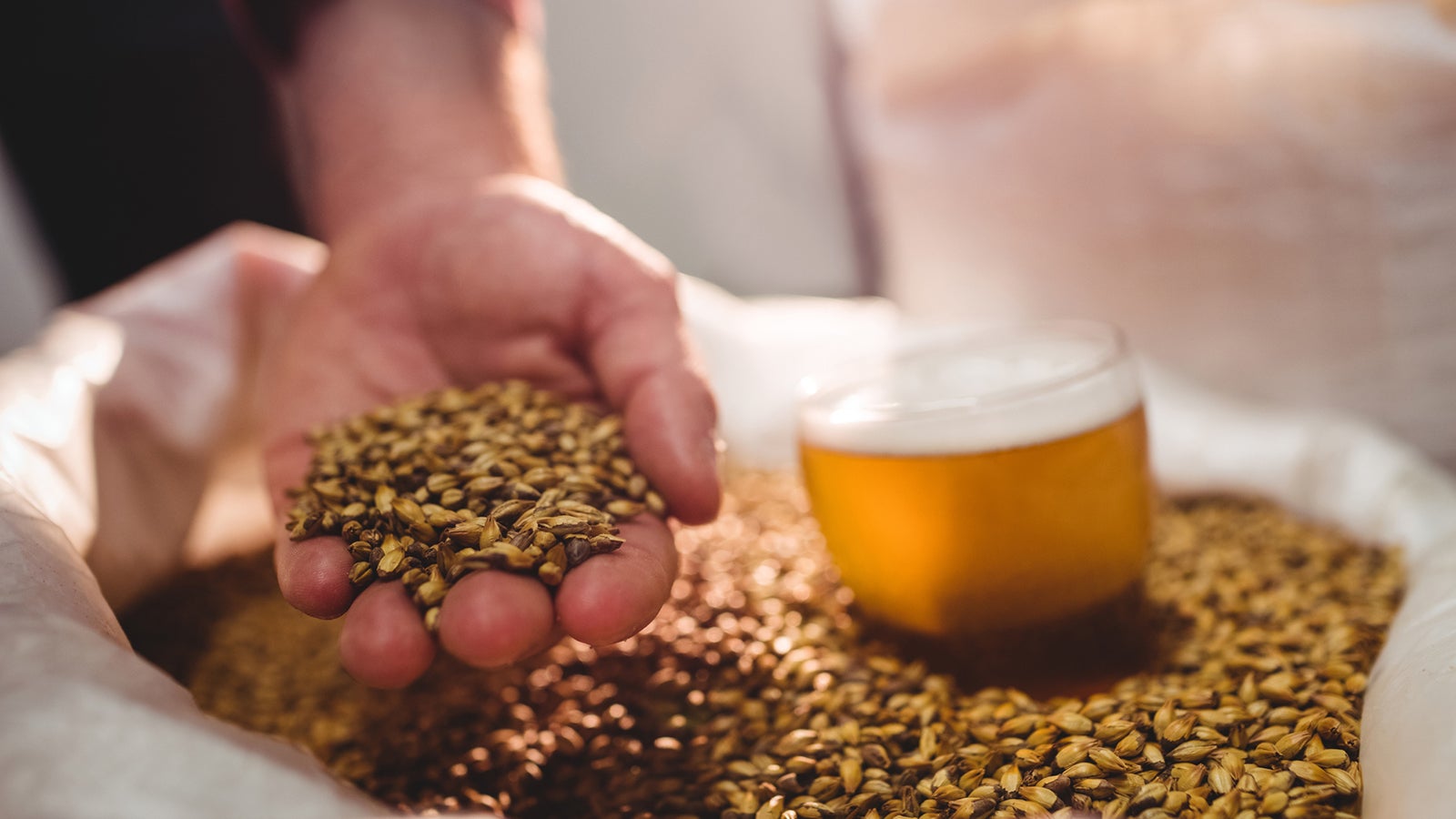 Cropped image of man holding barley by beer glass in sack at brewery