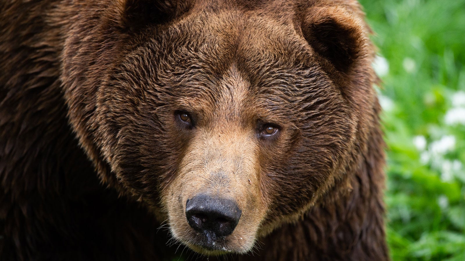 ARCHIV - 07.05.2019, Springe: Ein Braunb&auml;r steht in seinem Gehege im Wildtierpark Wisentgehege Springe. Biber, Wolf und Goldschakal sind in Europa auf dem Vormarsch. Auch der Elch und der Braunb&auml;r erobern regional neue Gebiete. Foto: Christophe Gateau/dpa +++ dpa-Bildfunk +++