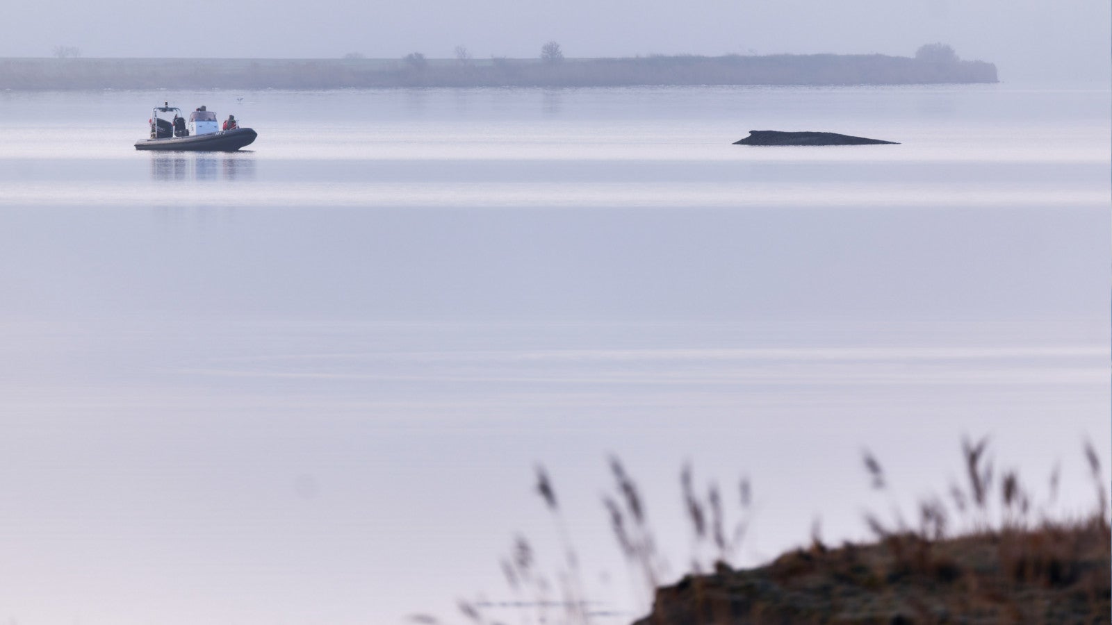 01.04.2026, Mecklenburg-Vorpommern, Weitendorf-Hof: Der Buckelwal sitzt am Vormittag noch immer vor der Insel Poel fest. Foto: Marcus Golejewski/dpa 