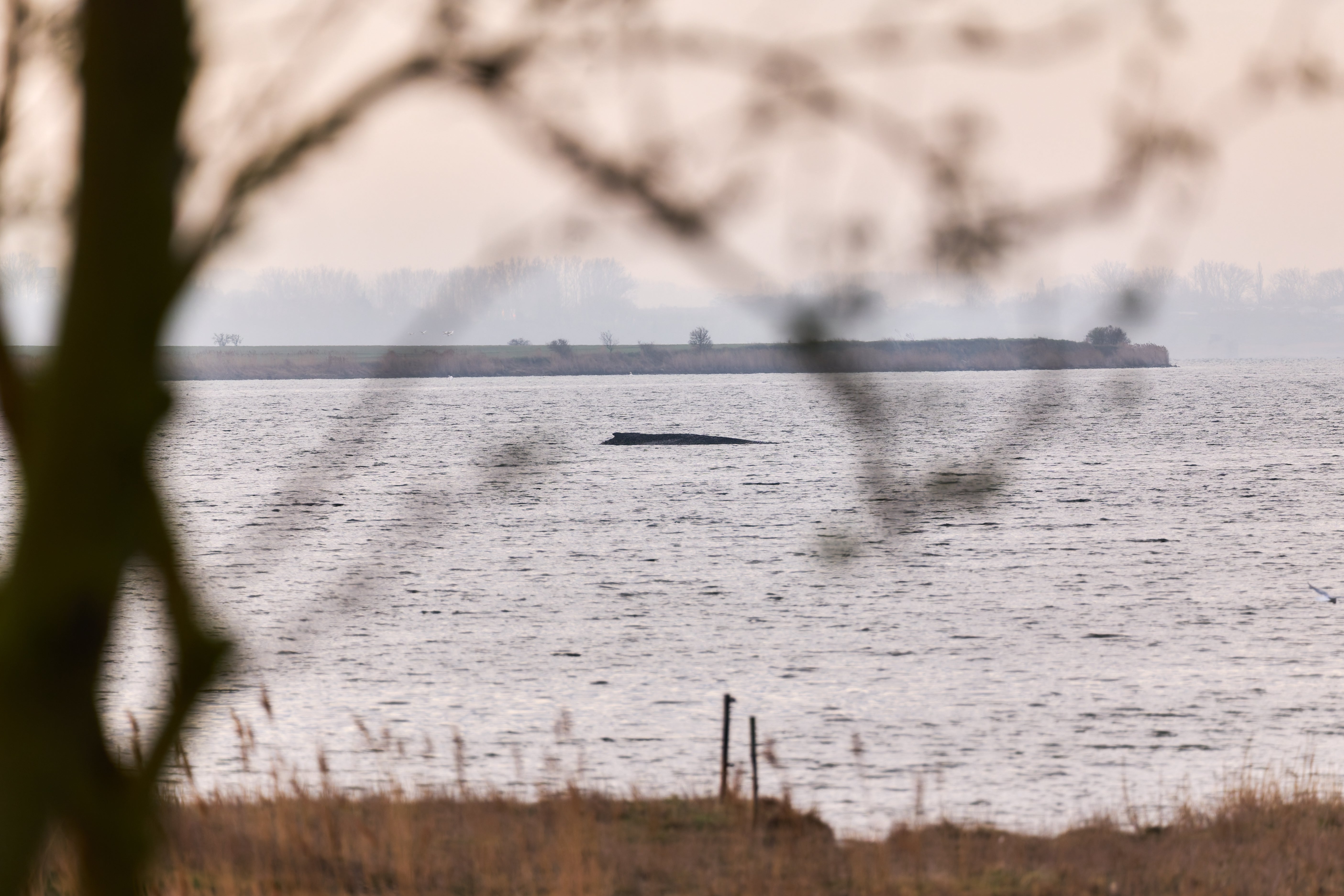 02.04.2026, Mecklenburg-Vorpommern, Weitendorf-Hof: Der Buckelwal liegt am Vormittag noch immer auf einer Sandbank vor der Insel Poel. (Marcus Golejewski/dpa)
