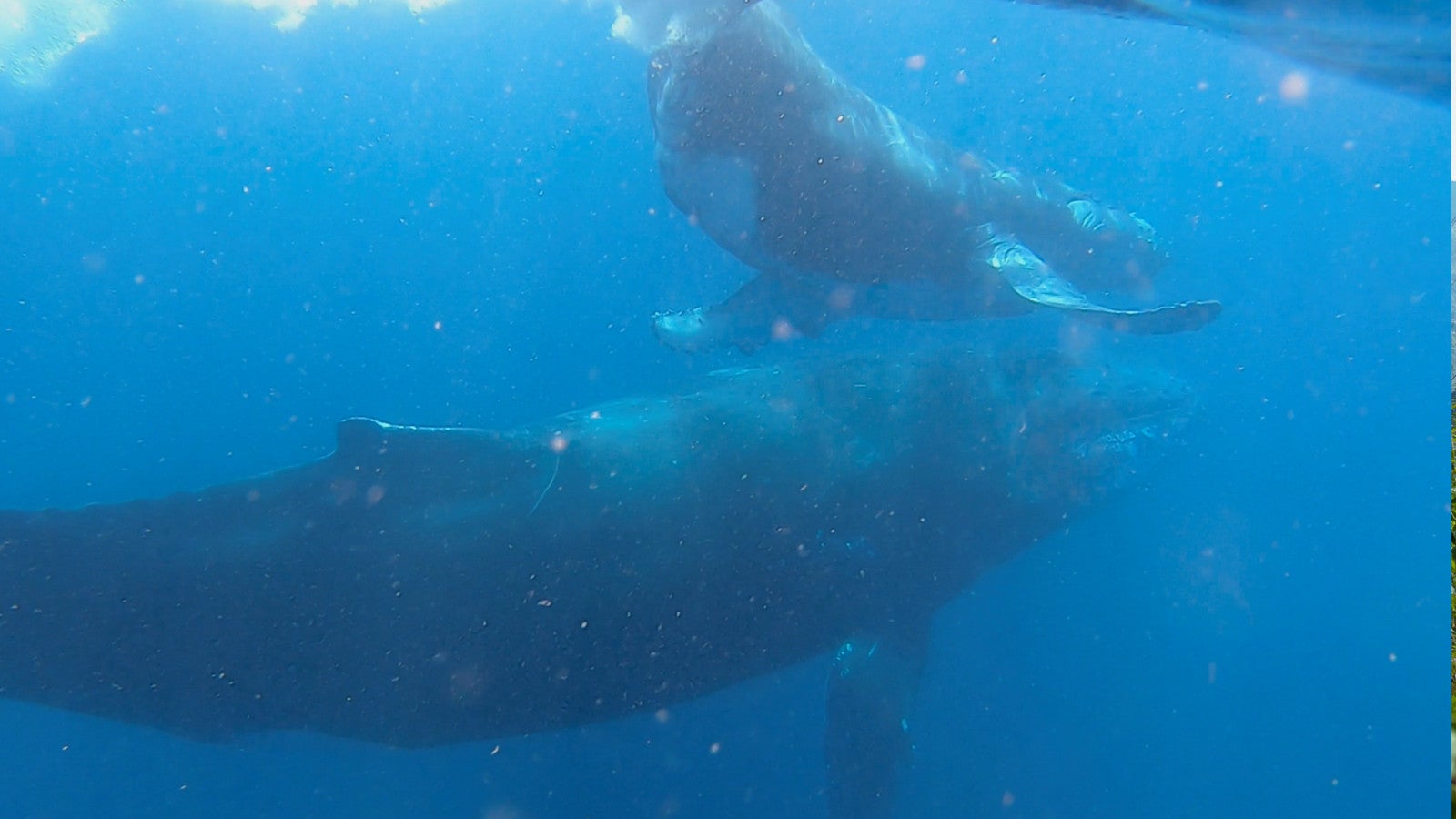 Australien, Gold Coast: Auf der undatierten Aufnahme schwimmen eine Buckelwal-Kuh und ein Kalb vor der K&uuml;ste von Queensland im Meer. K&ouml;nnen Tiere trauern? Eine neue Studie aus Australien zu einer Buckelwalkuh wirft diese Frage auf. Beobachtungen gibt es auch bei Elefanten und Schimpansen. Foto: Olaf Meynecke/dpa