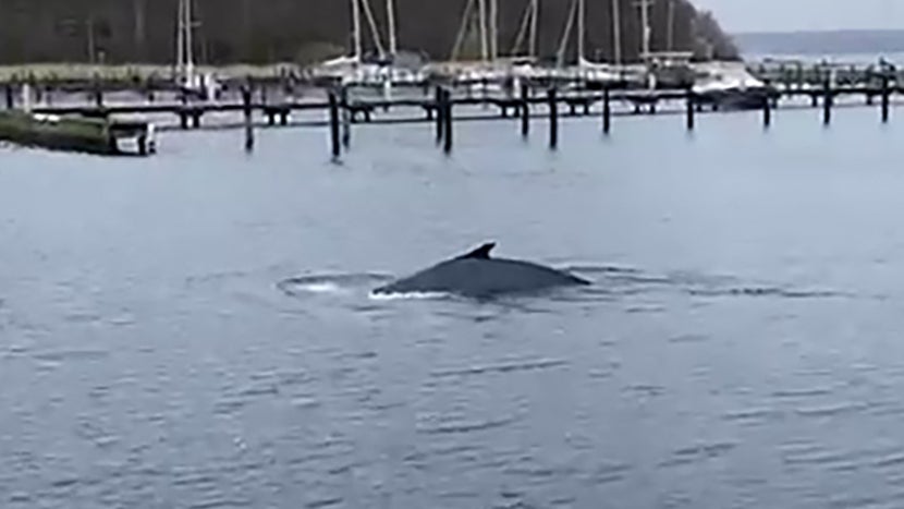 Gl&uuml;cksburg: RECROP: Ein Buckelwal in der Flensburger F&ouml;rde. Die Sichtung des Tieres hat &uuml;berregional f&uuml;r Aufsehen gesorgt. (bestm&ouml;gliche Qualit&auml;t) (Jan Philip Leon/Jan Philip Leon/dpa)

