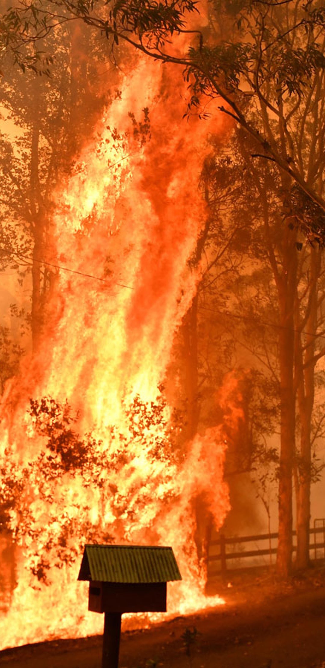 Studie Australiens Brandkatastrophe Hat Dramatische Folgen Fur Tiere The Weather Channel Artikel Von The Weather Channel Weather Com