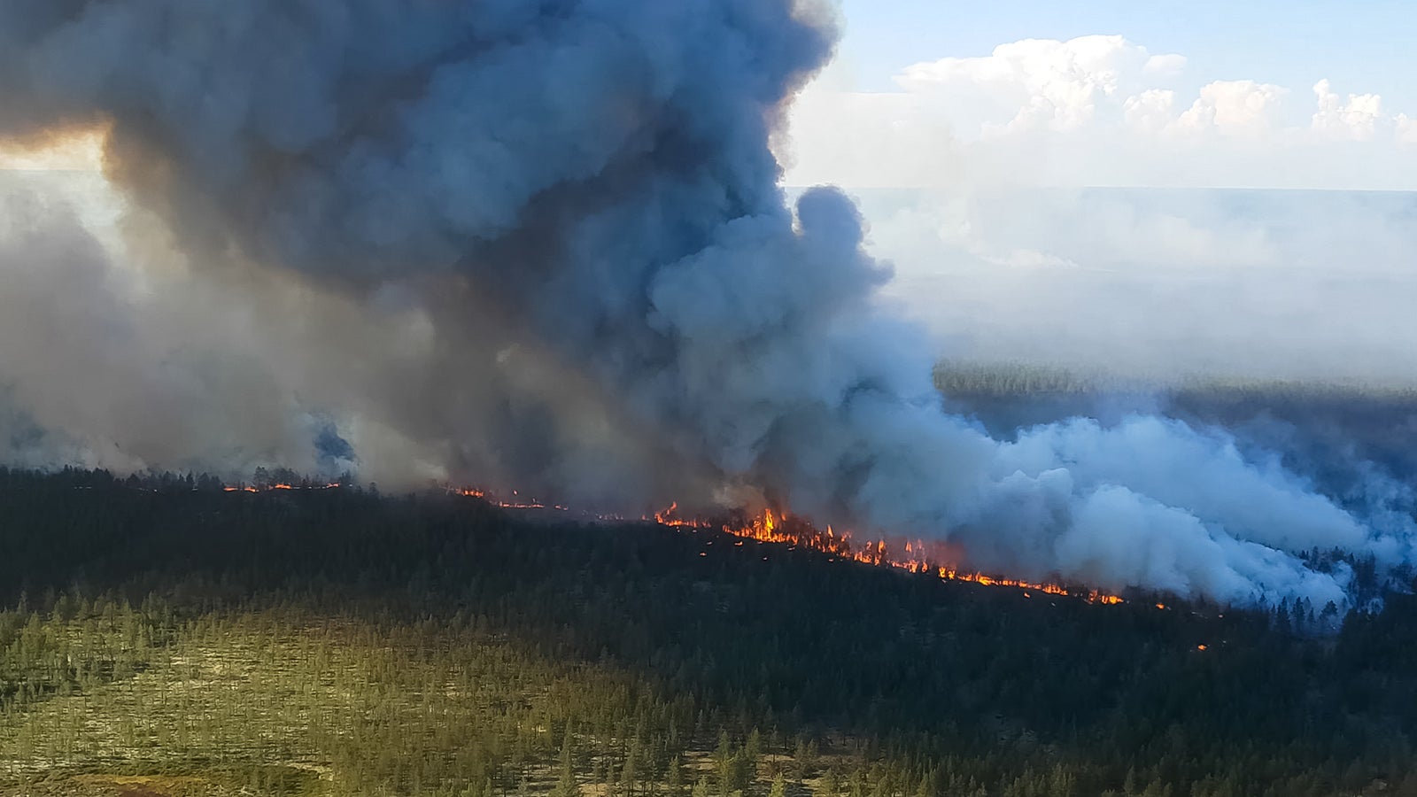 Fire in the forest, burning trees and grass. Natural fires in Russia.