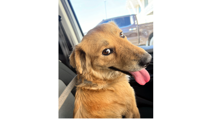 Nach acht Tagen ohne Wasser und Futter wurde dieser Hund aus einem Schiffscontainer gerettet. (Petty Officer 1st Class Lucas Loe/U.S. Coast Guard via AP)

