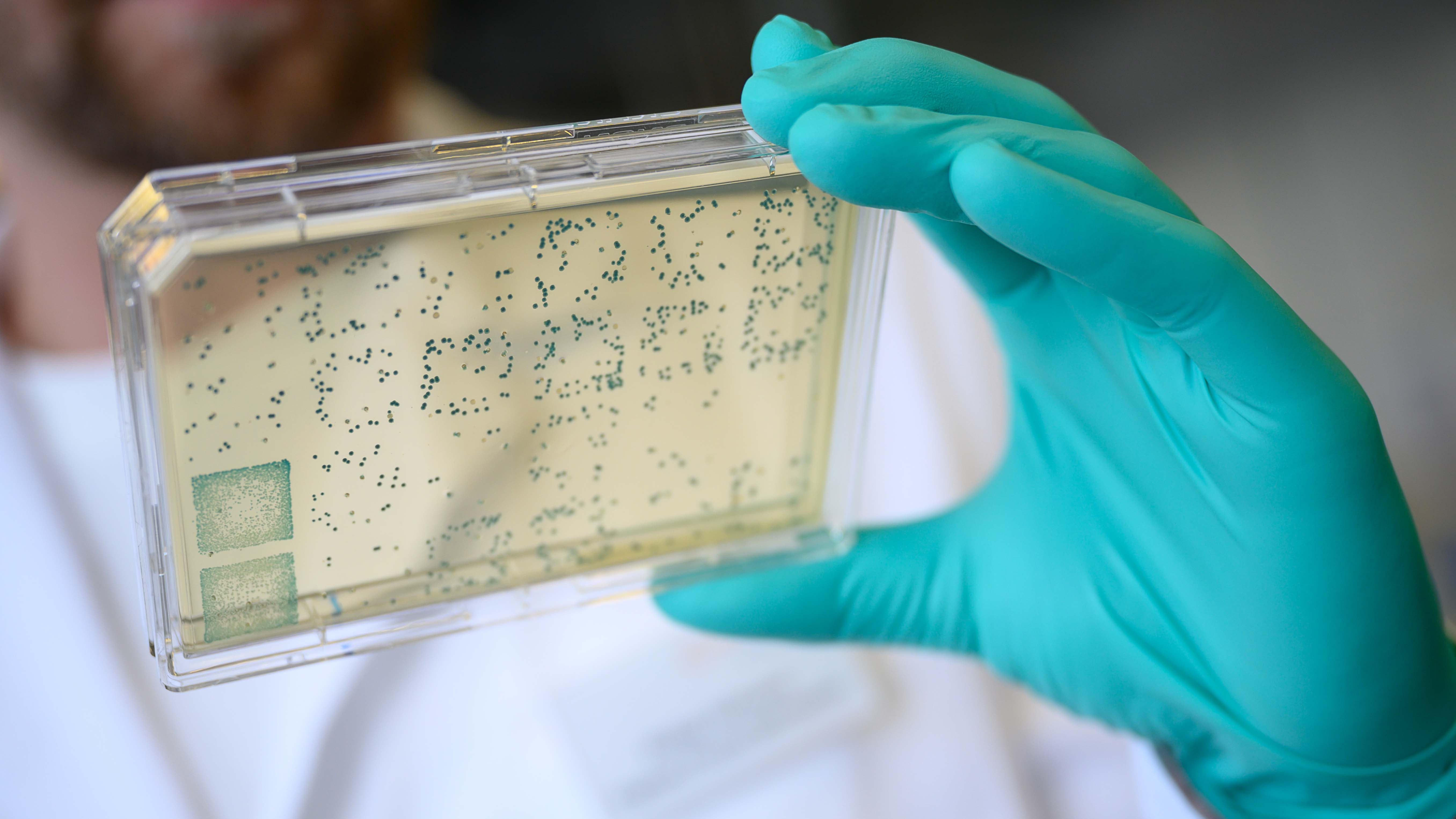 24.02.2020, Baden-W&cedil;rttemberg, T&cedil;bingen: Ein Mann schaut sich in einem Labor des biopharmazeutischen Unternehmens Curevac einen Tr&permil;ger mit Bakterien an, aus denen DNA und anschlieﬂend RNA gewonnen wird (gestellte Szene).   (zu dpa: &acute;T&cedil;binger Firma t&cedil;ftelt am Steckbrief des Feindes&ordf;) Foto: Sebastian Gollnow/dpa +++ dpa-Bildfunk +++