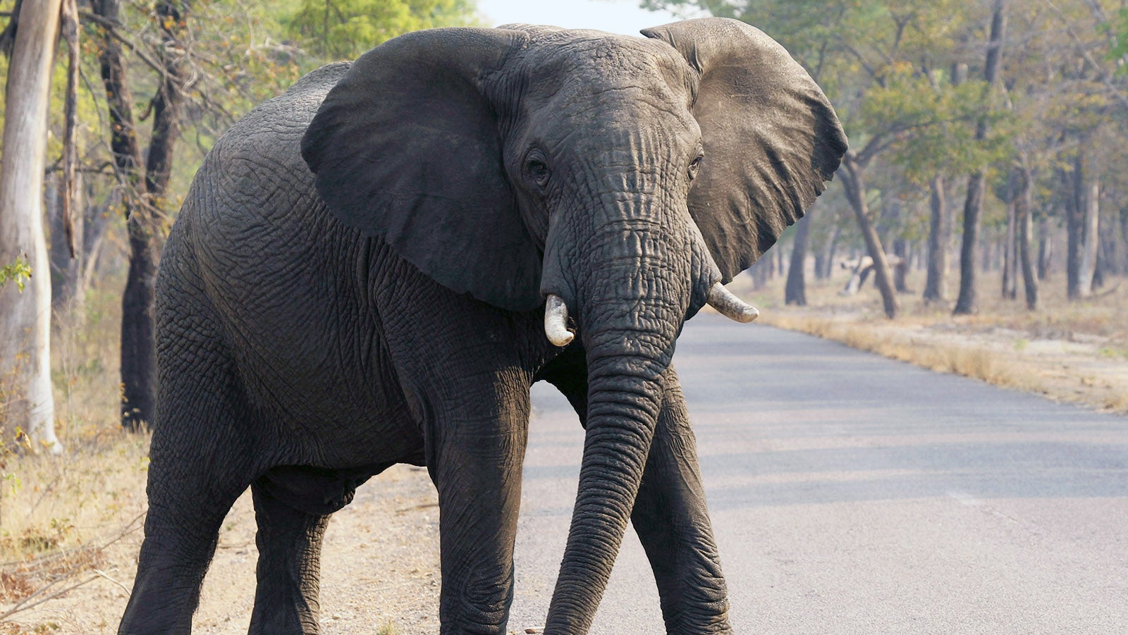 FILE - In this Oct. 1, 2015, file photo, an elephant crosses a road at a national park in Hwange, Zimbabwe. At least 55 elephants have starved to death in the past two months in Zimbabwe's biggest national park as a serious drought forces animals to stray into nearby communities in search of food and water, authorities said Monday Oct. 21, 2019. (AP Photo/Tsvangirayi Mukwazhi, File)