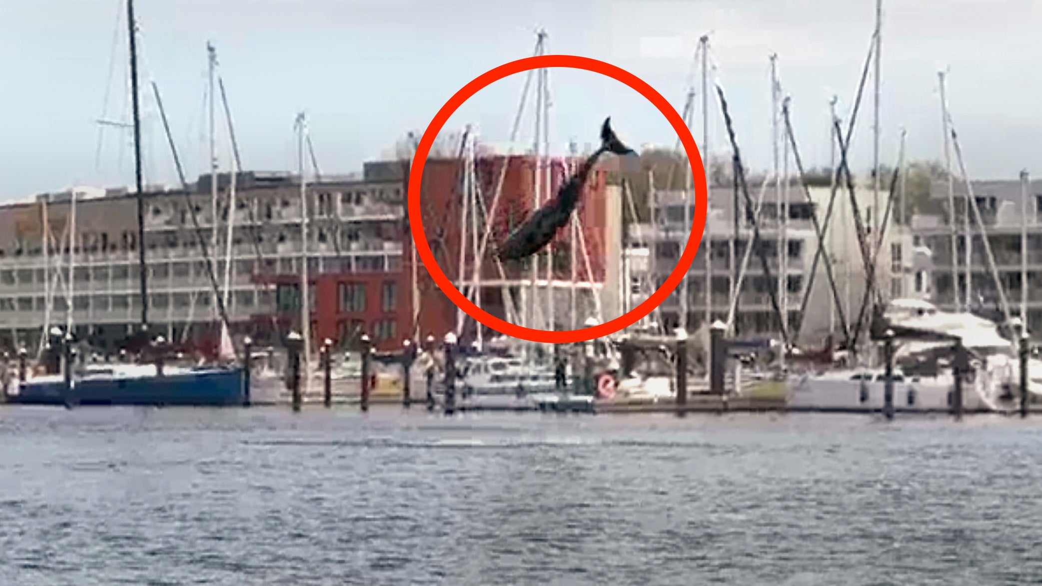 23.04.2023, Schleswig-Holstein, L&uuml;beck: Ein Zahnwal springt in die Luft. Mutma&szlig;lich ein verspielter Delfin hat am Wochenende in der L&uuml;becker Bucht f&uuml;r viel Aufsehen gesorgt. Das aktive Tier war sowohl am Samstag als auch am Sonntag immer wieder aus dem Wasser in die Luft gesprungen. (Zu dpa &laquo;Seltener Gast: Delfin springt in Bucht durch das Wasser&raquo;). Foto: Volker Gerstmann/TNN/dpa +++ dpa-Bildfunk +++
