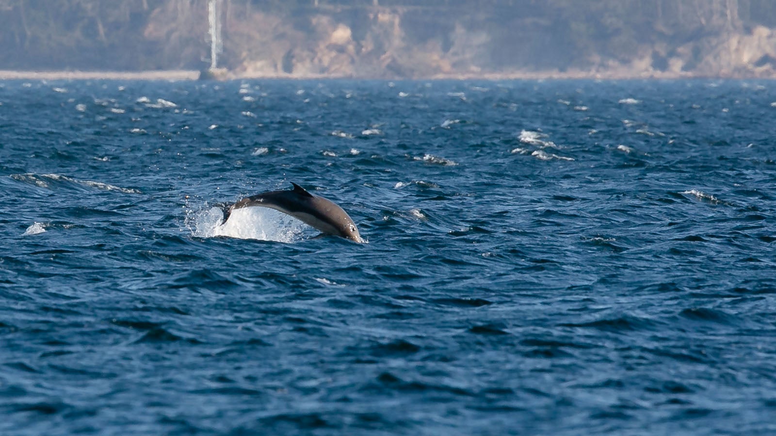 15.04.2020, Schleswig-Holstein, Eckernf&ouml;rde: Ein Delfin schwimmt unweit des Marinest&uuml;tzpunkts in der Eckernf&ouml;rder Bucht vor Hemmelmark. Laut einem Bericht der "Kieler Nachrichten" soll es sich bei dem Exemplar um einen Gemeinen (gew&ouml;hnlichen) Delfin handeln. Foto: Frank Molter/dpa +++ dpa-Bildfunk +++