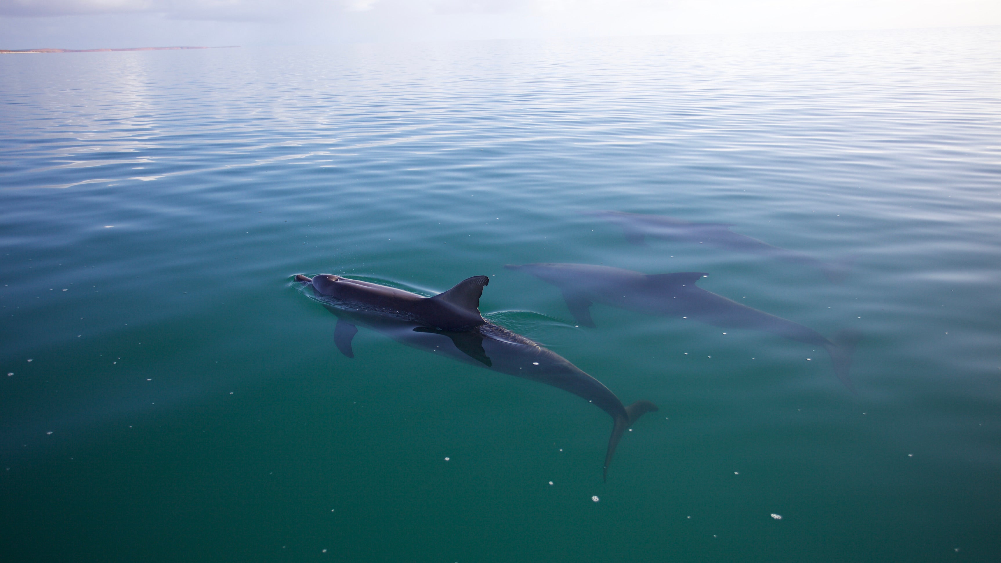 Drei T&uuml;mmler schwimmen nebeneinander. (zu dpa: "M&auml;nnliche Delfine kennen sich beim Namen" vom 08.06.2018) Foto: Simon J Allen/Dolphin Alliance Project/dpa - ACHTUNG: Nur zur redaktionellen Verwendung im Zusammenhang mit der aktuellen Berichterstattung und nur mit vollst&auml;ndiger Nennung des vorstehenden Credits