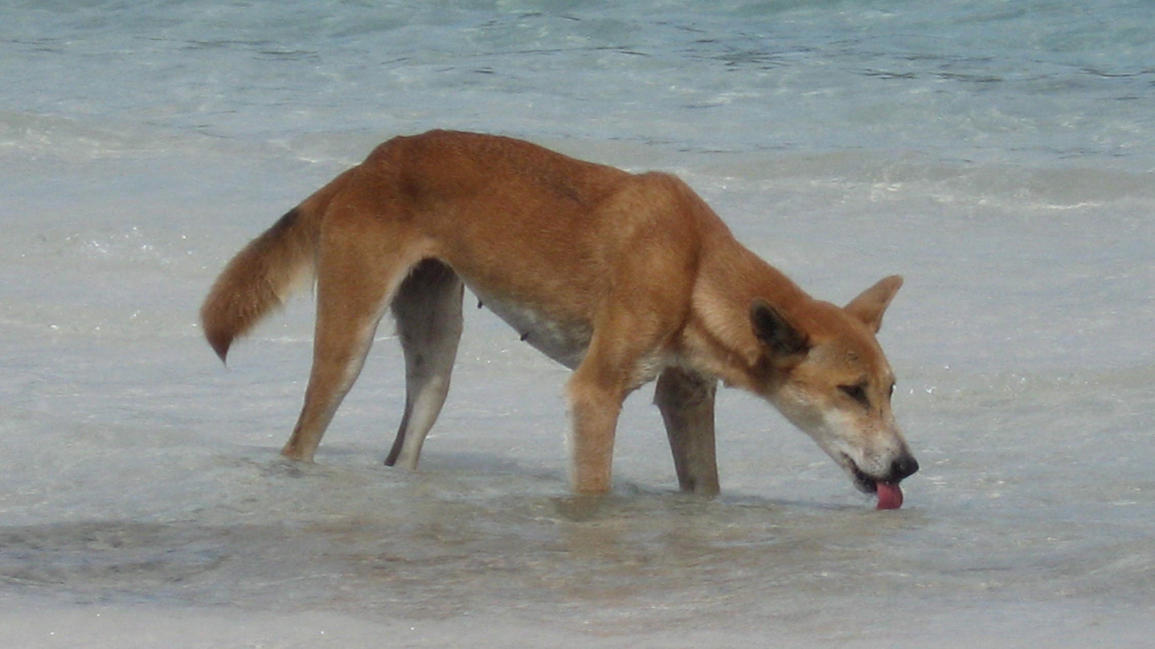 Ein Bild der Fraser Island Dingo Preservation Group zeigt einen Dingo beim Trinken am S&uuml;&szlig;wassersee McKenzie auf K'gari (Fraser Island) in Queensland, Australien. (Archivbild) (Fraser Island Dingo Preservation/epa/dpa)