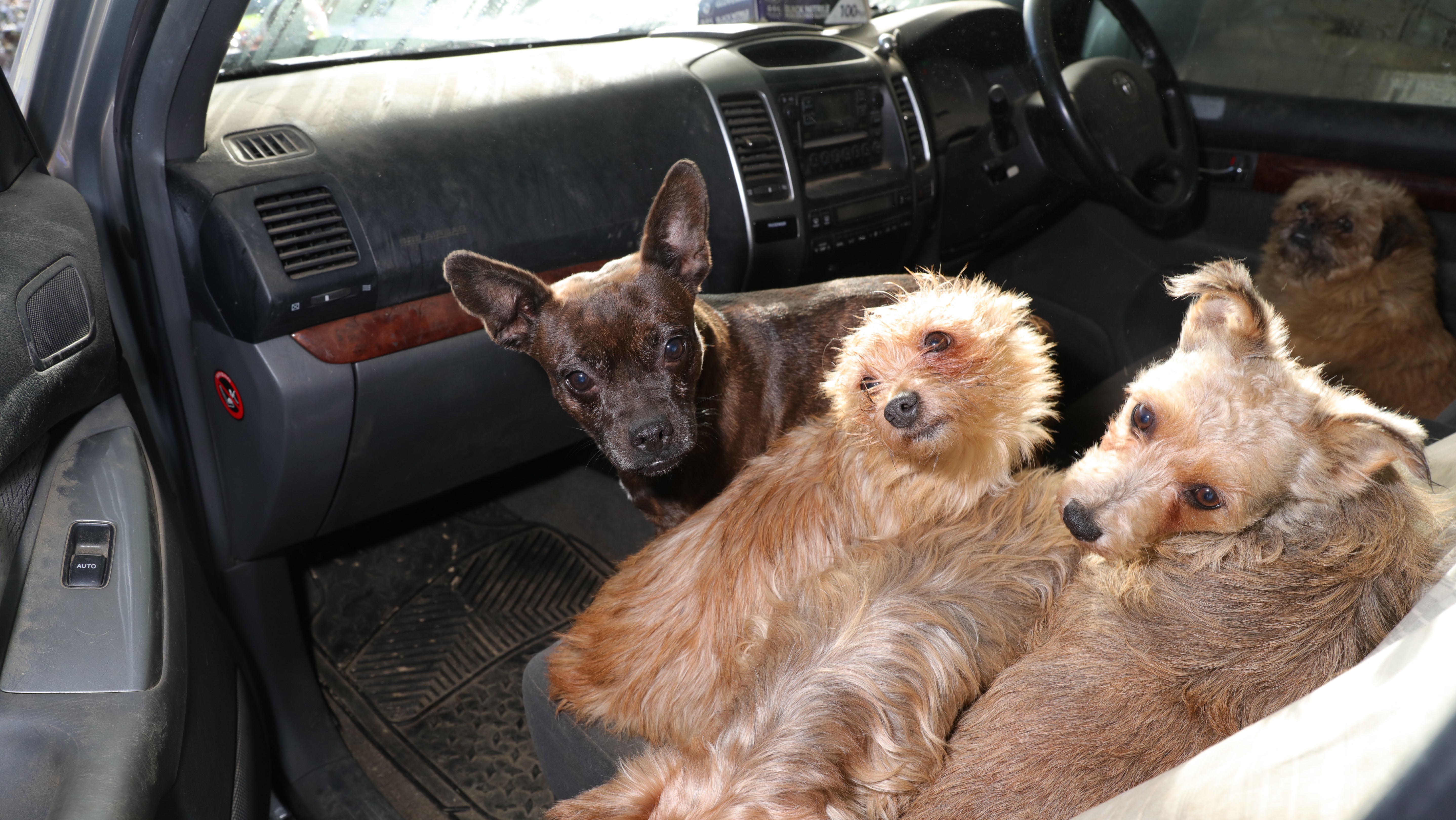 Gro&szlig;britannien, Wales: Hunde sitzen in einem Auto. In Wales hat die Polizei von Dyfed-Powys fast 30 Hunde an ihre rechtm&auml;&szlig;igen Besitzer zur&uuml;ckgegeben, nachdem Beamte 80 Tiere auf einem Grundst&uuml;ck in Carmarthenshire gefunden hatten. 