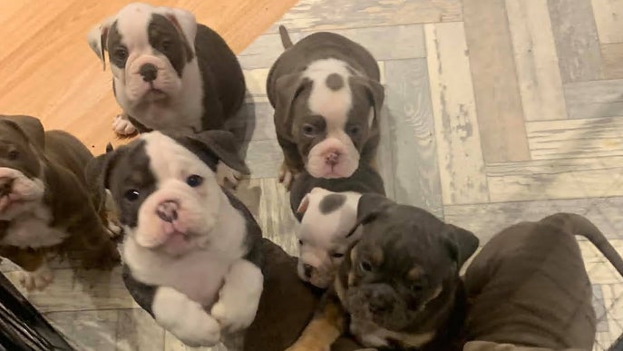 Manchester: Englische Bulldoggen-Welpen in einem Zwinger. Beamte im Gro&szlig;raum Manchester haben drei Personen verhaftet, nachdem ein B&uuml;rger gemeldet hatte, dass jemand sieben Englische Bulldoggen-Welpen in ein Haus getragen hatte.