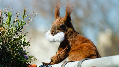 Nuss Fruhstuck Und Wasserschalchen Berliner Bekommt Regelmassig