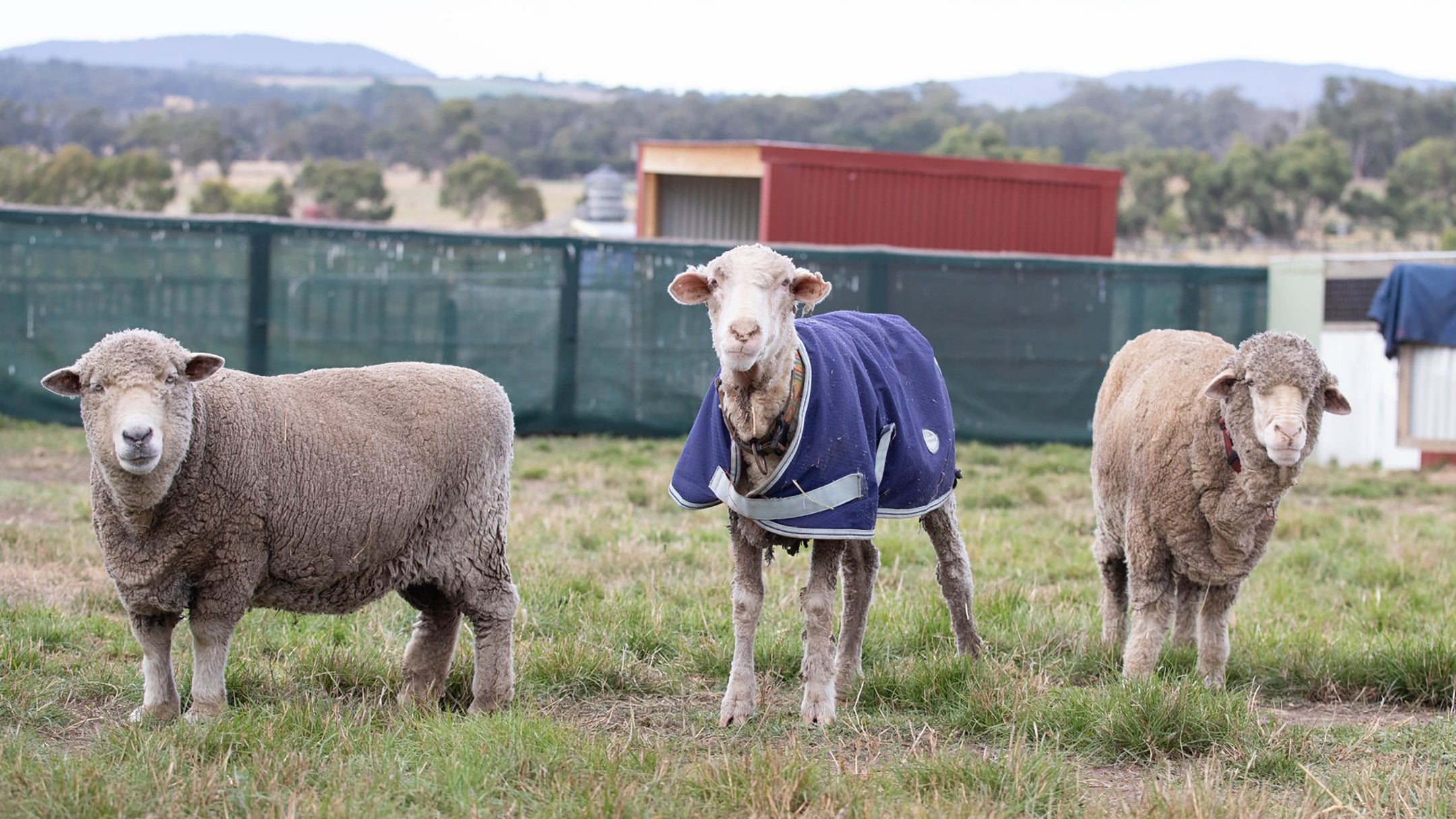 Das Schaf Baarack (M) neben zwei Schafen, nachdem sein &uuml;ber 35 Kilo schweres Fell abgeschoren wurde.