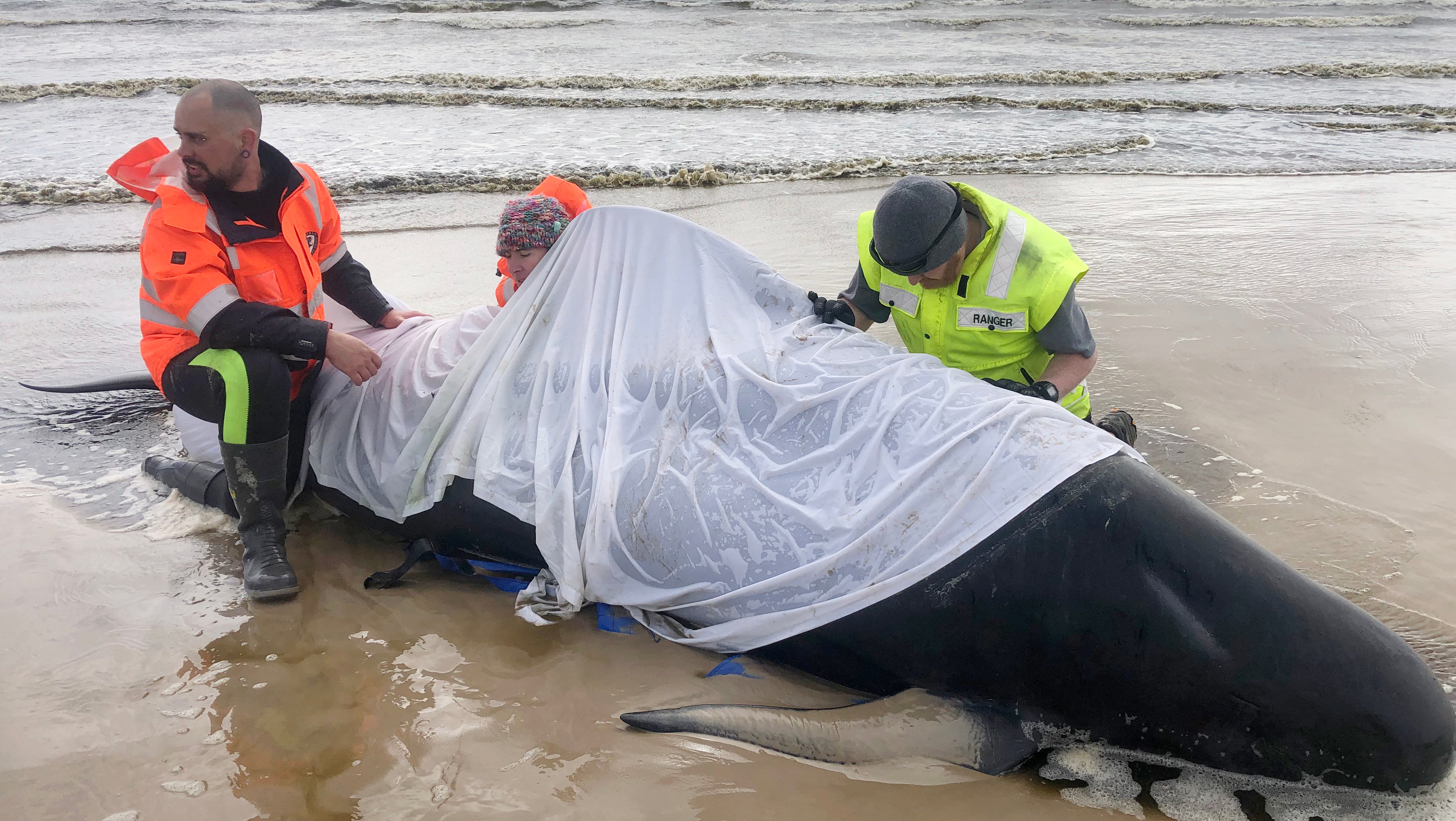 Helfer knien neben einem gestrandeten Wal an der Westk&uuml;ste Tasmaniens.