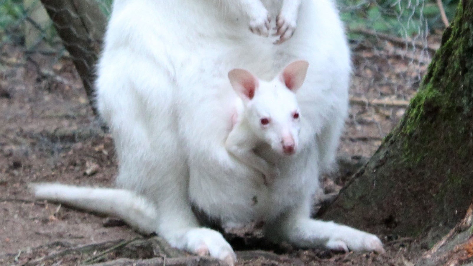 Kaiserslautern: Das Albino-K&auml;nguru Mila sitzt im Beutel von Mutter Monja in seinem Gehege im Zoo in Kaiserslautern.