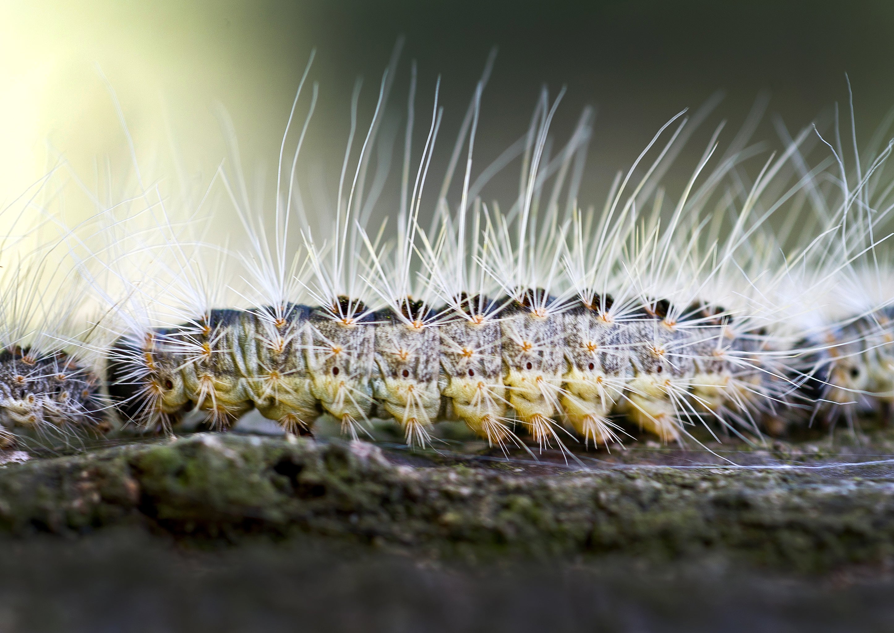 ARCHIV - 15.06.2012, Brandenburg, Schenkenberg: Eine Raupe des Eichenprozessionsspinners kriecht  auf einem Eichenstamm entlang.   (zu dpa vom 26.05.2018) Foto: Patrick Pleul/dpa-Zentralbild/dpa +++ dpa-Bildfunk +++