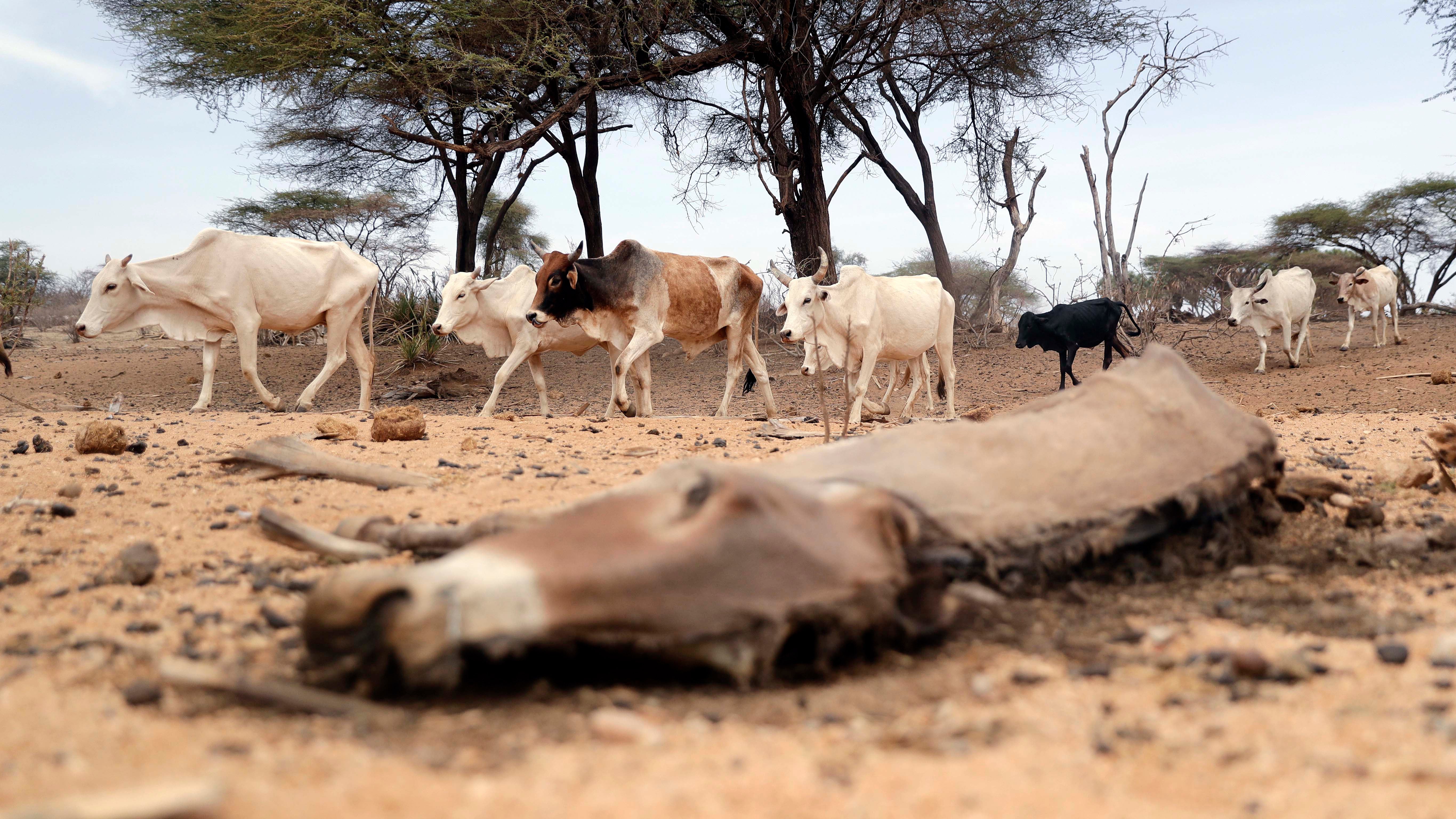 15.10.2022, Kenia, Samburu: Ein Esel, der aufgrund der D&cedil;rre gestorben ist, liegt in der N&permil;he des Dorfes Kom im Bezirk Samburu. Generationen von Ostafrikanern haben das Grundwasser in der W&cedil;ste genutzt um in der trockenen Umgebung zu &cedil;berleben. Die D&cedil;rreperioden in der Region verschlimmern sich aufgrund des Klimawandels. Foto: Brian Inganga/AP/dpa +++ dpa-Bildfunk +++
