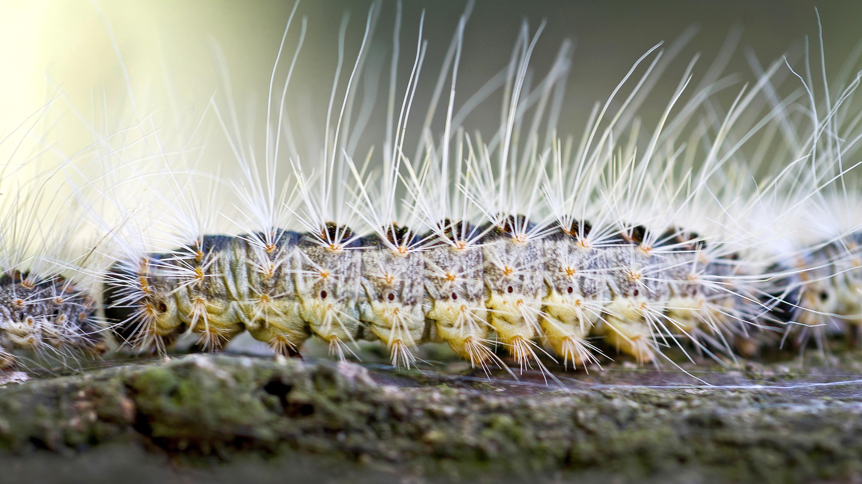 ARCHIV - 15.06.2012, Schenkenberg: Eine Raupe des Eichenprozessionsspinners kriecht auf einem Eichenstamm entlang. Er sitzt in seinen typischen Nestern in den Baumkronen, eine Gefahr f&cedil;r die Menschen ist er vor allem in den Innenst&permil;dten. Foto: Patrick Pleul/ZB/dpa +++ dpa-Bildfunk +++