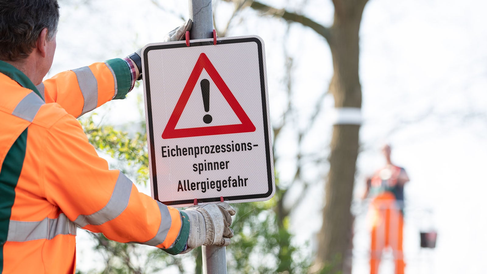 08.04.2020, Niedersachsen, Nordhorn: Ein Schild warnt vor Eichenprozessionsspinner und einer von ihnen drohenden Allergiegefahr. Im Fr&uuml;hjahr werden sich die&nbsp;Raupen des Eichenprozessionsspinners wieder fl&auml;chendeckend ausbreiten. Die Stadt wird 200 sogenannte Baumringfallen installieren, um die Raupen des Tieres zu bek&auml;mpfen. Foto: Friso Gentsch/dpa +++ dpa-Bildfunk +++