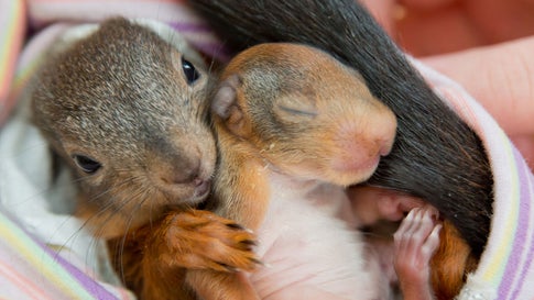 Eichhornchen Babys Leben Jetzt Besonders Gefahrlich The Weather Channel Artikel Von The Weather Channel Weather Com