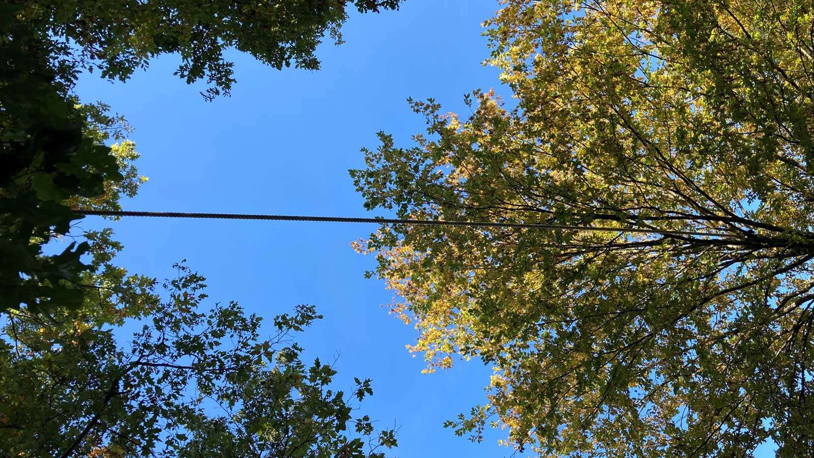 14.10.2021, Rheinland-Pfalz, Trier: Blick von unten auf eine &laquo;Eichh&ouml;rnchenbr&uuml;cke&raquo; in Trier, die Mitarbeiter der Stadt auf Anfrage eine Anwohnerin angelegt haben. Damit sollen die Nager gefahrlos &uuml;ber die Stra&szlig;e kommen (zu dpa: &laquo;Neue "Eichh&ouml;rnchenbr&uuml;cke" f&uuml;r Nager&raquo;). Foto: Birgit Reichert/dpa 