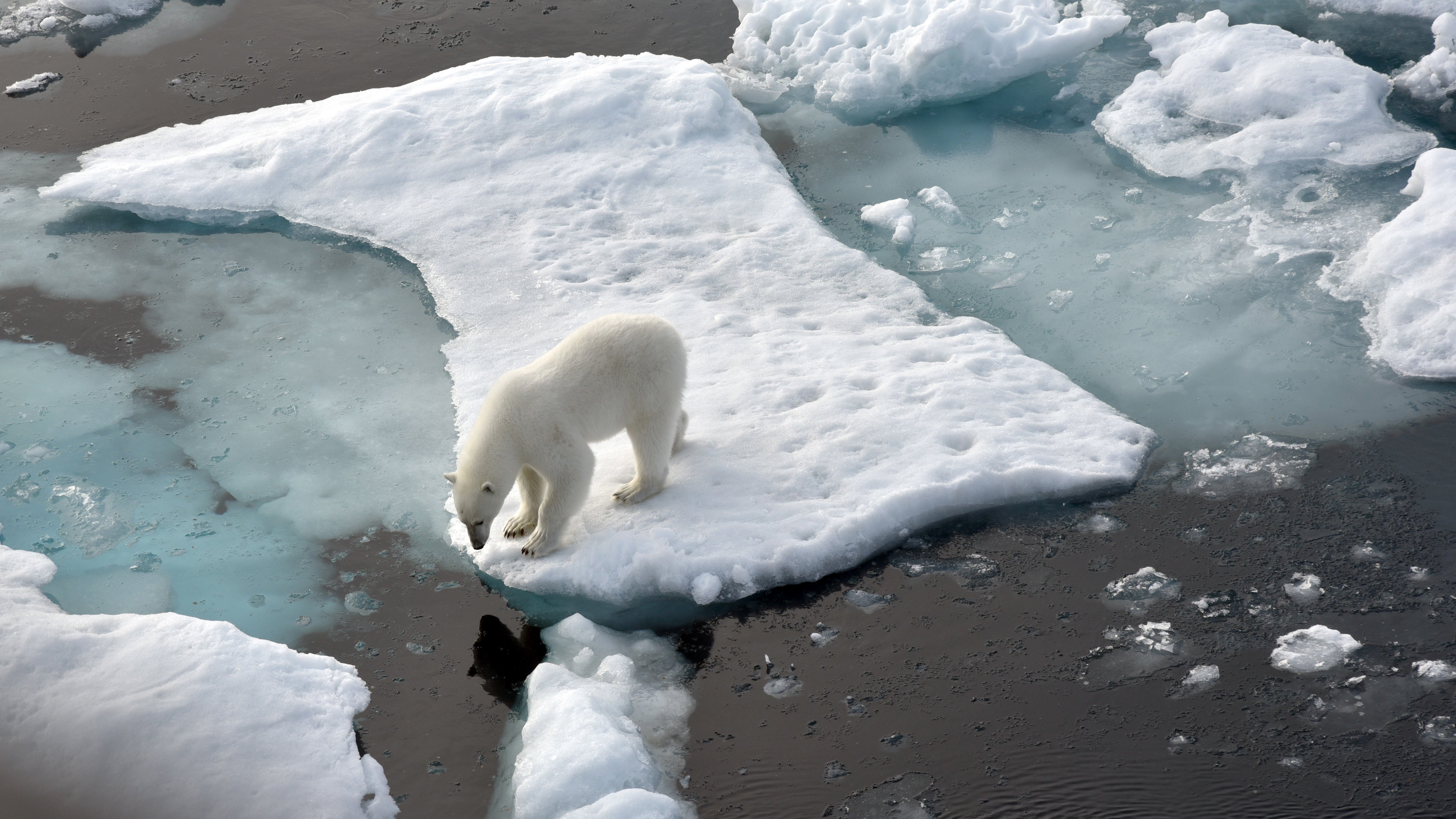 Nordpolarmeer: Ein Eisb&auml;r steht im Nordpolarmeer auf eine Eisscholle. (Ulf Mauder/dpa)

