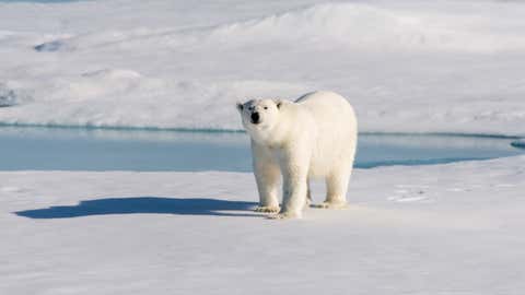Sie Finden Keine Beute Mehr Hungrige Eisbaren Kommen Haufiger In Gronlands Orte The Weather Channel Artikel Von The Weather Channel Weather Com