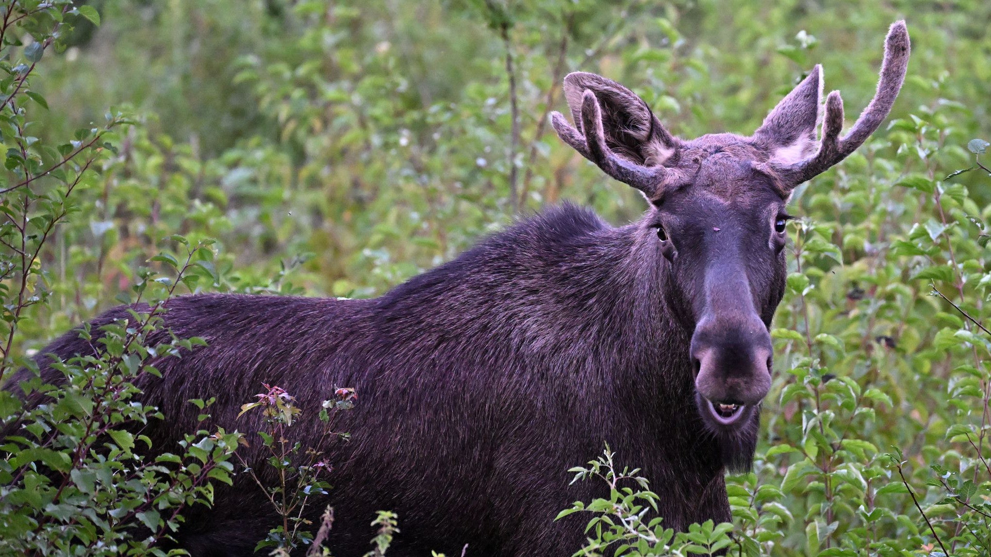 06.09.2025, &Ouml;sterreich, St. P&ouml;lten: Elch Emil steht zwischen B&uuml;schen. Seit rund zweieinhalb Wochen ist Emil als "Wahl-Nieder&ouml;sterreicher" im Bundesland Nieder&ouml;sterreich unterwegs. (Helmut Fohringer/APA/dpa)