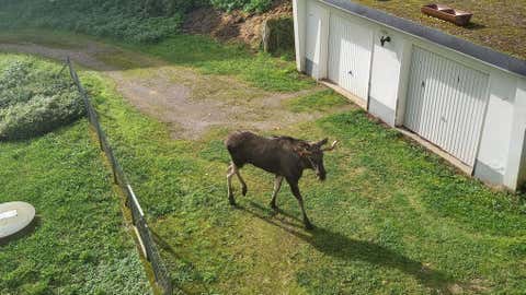 ACHTUNG: Nur zur redaktionellen Verwendung im Zusammenhang mit der aktuellen Berichterstattung und nur mit vollständiger Nennung des vorstehenden Credits
07.10.2025, Baden-Württemberg, Oberwolfach: Das von Anwohnerin Rosi Friske zur Verfügung gestellte Foto zeigt einen Elch unbekannter Herkunft, der nun im Schwarzwald gefangen worden ist. (bestmögliche Qualität). Spuren gab es in den Gemeinden Oberwolfach und Oberharmersbach im Ortenaukreis, wie das verantwortliche Landratsamt in Offenburg berichtete. (Rosi Friske/dpa)
