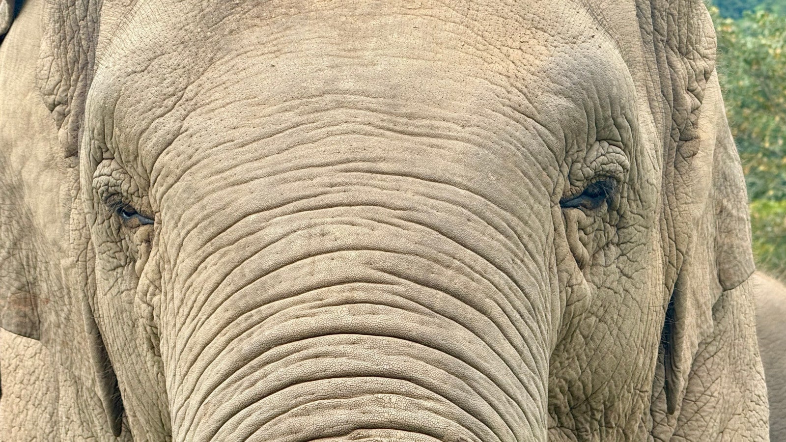 03.11.2025, Thailand, Mae Taeng: Ein Elefant ist im Elephant Nature Park zu sehen.  Foto: Carola Frentzen/dpa