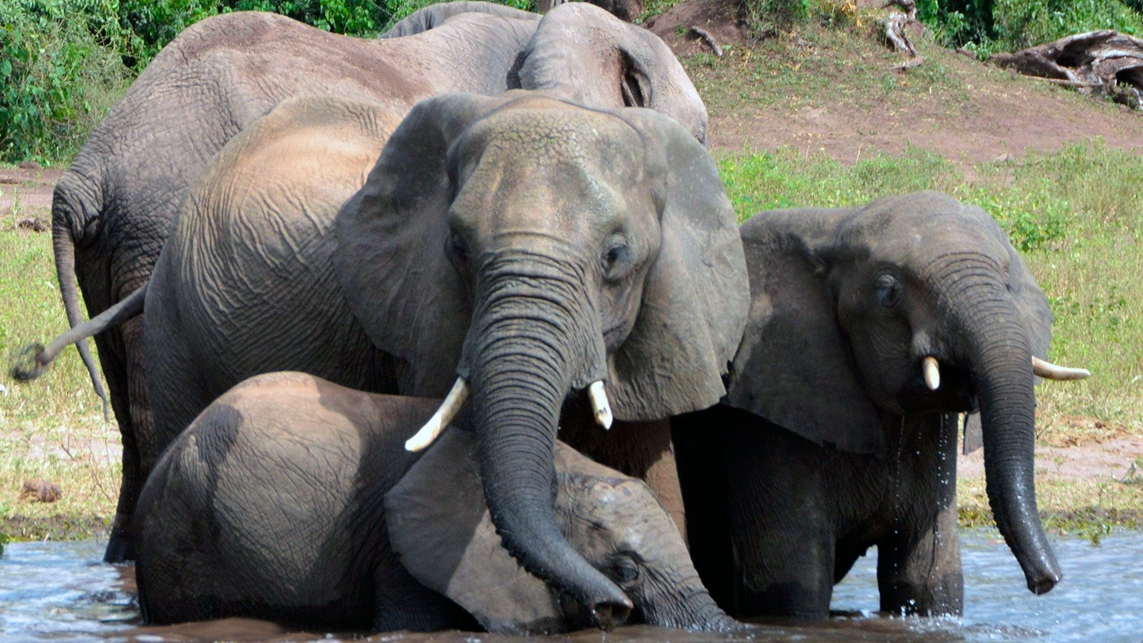 ARCHIV - 03.03.2013, Botsuana, Chobe-Nationalpark: Elefanten trinken Wasser im Chobe-Nationalpark in Botsuana. (zu dpa &laquo;Elefanten und ihr Elfenbei - kein Konsens &uuml;ber Handel&raquo;) Foto: Charmaine Noronha/AP/dpa +++ dpa-Bildfunk +++