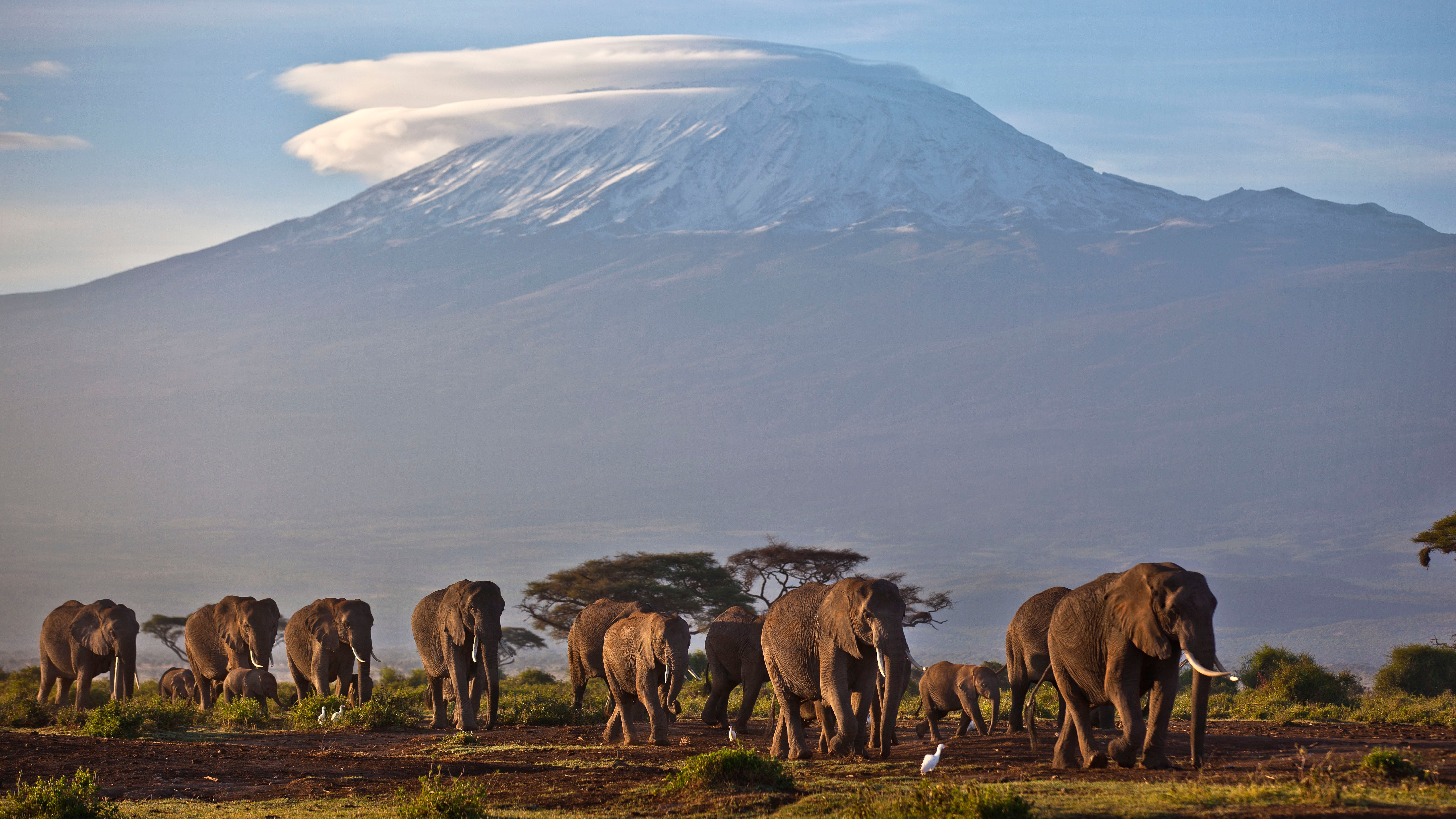 Eine Elefantenherde l&auml;uft durch den Amboseli Nationalpark im S&uuml;den Kenias

