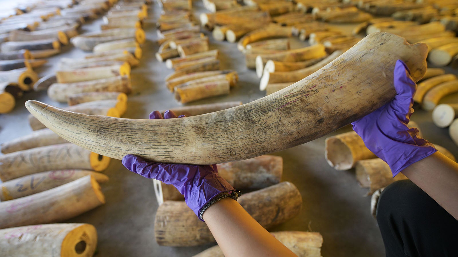 ARCHIV - 23.07.2019, Singapur: Der Sto&szlig;zahn eines Elefanten wird w&auml;hrend eines Pressetermins anl&auml;sslich der Beschlagnahmung von Elfenbein gezeigt.(zu dpa &laquo;Elefanten und ihr Elfenbein - kein Konsens &uuml;ber Handel&raquo;) Foto: Then Chih Wey/XinHua/dpa +++ dpa-Bildfunk +++