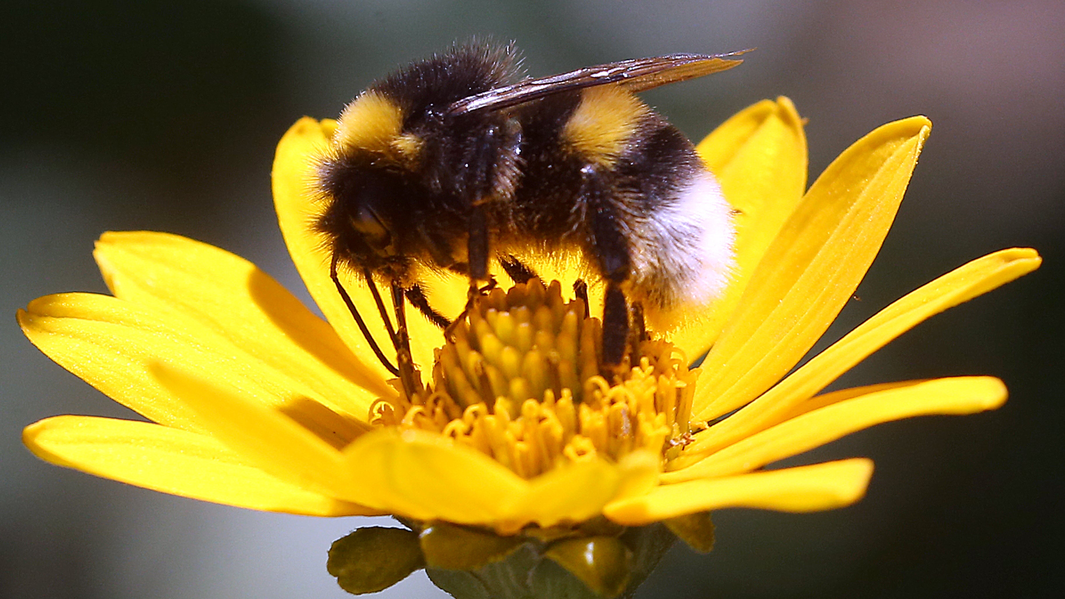 Berlin: Eine Erdhummel, die zur Gattung der echten Bienen geh&ouml;rt, sitzt auf der Bl&uuml;te einer Stauden-Sonnenblume und sammelt Nektar f&uuml;r den Wintervorrat.