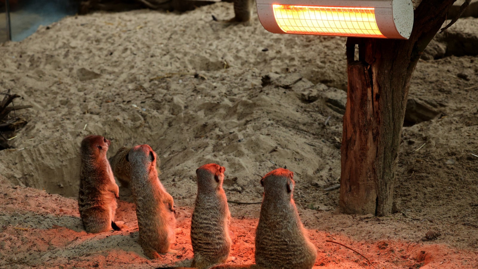 10.06.2025, Mecklenburg-Vorpommern, Rostock: Bei einem Pressetermin am 21.06.2025 sitzen im Rostocker Zoo Erdm&auml;nnchen vor einer rot strahlenden W&auml;rmelampe. Foto: Bernd W&uuml;stneck/dpa