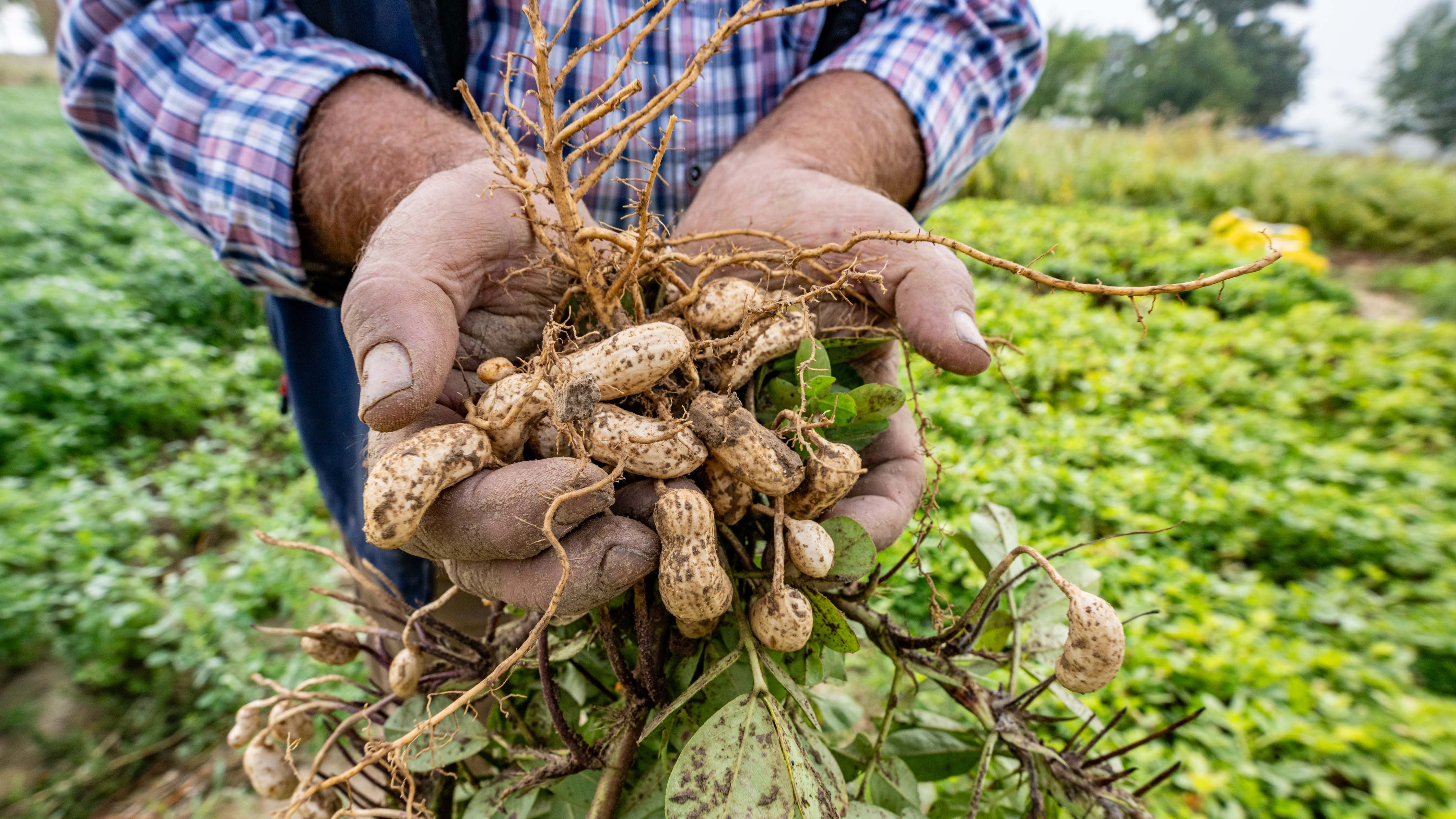 PRODUKTION - 20.09.2023, Bayern, F&cedil;rstenzell: Erdn&cedil;sse werden auf einem Versuchsfeld geerntet. Hitze und Trockenheit machen auch der Landwirtschaft zu schaffen. In Niederbayern sind im Zuge eines Klimawandel-Projektes nun die ersten Erdn&cedil;sse der Saison geerntet worden. Hat die Pflanze hierzulande Zukunft? (zu dpa &acute;Klimawandel-Projekt: Erdnuss-Ernte hat begonnen&ordf;) Foto: Armin Weigel/dpa +++ dpa-Bildfunk +++